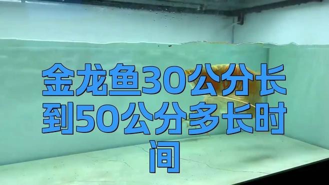 金龍魚兩個月能長多大啊