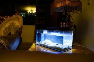 小魚未來魚缸燈光顏色：小魚未來魚缸燈光顏色將更加智能化和多樣化 小魚未來魚缸燈光顏色：小魚未來魚缸燈光顏色將更加智能化和多樣化 魚缸百科 第1張