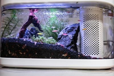 小魚未來魚缸燈光顏色：小魚未來魚缸燈光顏色將更加智能化和多樣化 小魚未來魚缸燈光顏色：小魚未來魚缸燈光顏色將更加智能化和多樣化 魚缸百科 第2張