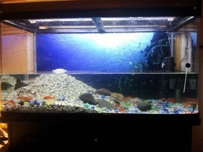 小魚未來魚缸燈光顏色：小魚未來魚缸燈光顏色將更加智能化和多樣化 小魚未來魚缸燈光顏色：小魚未來魚缸燈光顏色將更加智能化和多樣化 魚缸百科 第5張