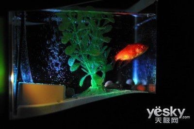 小魚未來魚缸燈光顏色：小魚未來魚缸燈光顏色將更加智能化和多樣化 小魚未來魚缸燈光顏色：小魚未來魚缸燈光顏色將更加智能化和多樣化 魚缸百科 第4張