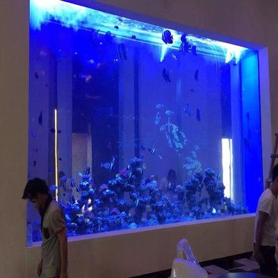 小魚未來魚缸燈光顏色：小魚未來魚缸燈光顏色將更加智能化和多樣化 小魚未來魚缸燈光顏色：小魚未來魚缸燈光顏色將更加智能化和多樣化 魚缸百科 第3張