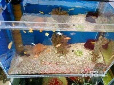 黑色的魚缸適合養什么魚（如何選擇適合在黑色魚缸中飼養的魚類）