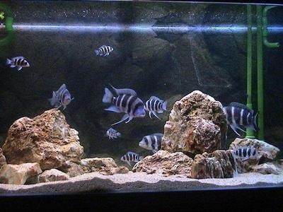 黑色的魚缸適合養什么魚（如何選擇適合在黑色魚缸中飼養的魚類）