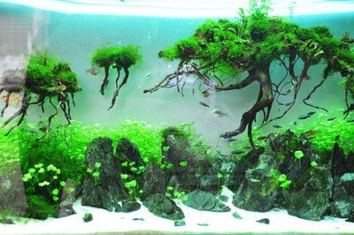 風(fēng)景水族魚缸設(shè)計背后的藝術(shù)哲學(xué)魚缸設(shè)計圖的制作需要綜合考慮：風(fēng)景水族魚缸設(shè)計圖的制作