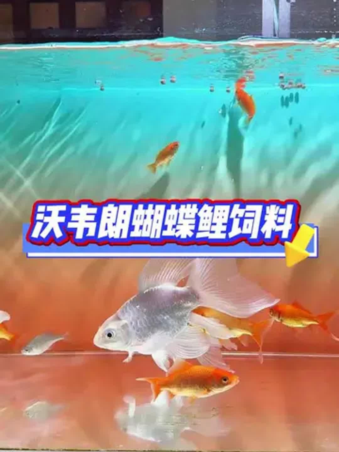 蝴蝶鯉魚食哪個牌子好 蝴蝶鯉魚食哪個牌子好 龍魚論壇 第4張