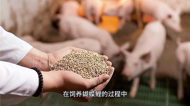 蝴蝶鯉魚食哪個牌子好 蝴蝶鯉魚食哪個牌子好 龍魚論壇 第2張