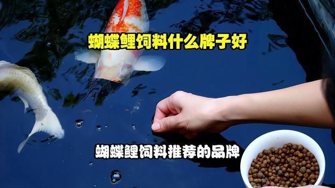 蝴蝶鯉魚食哪個牌子好 蝴蝶鯉魚食哪個牌子好 龍魚論壇 第7張