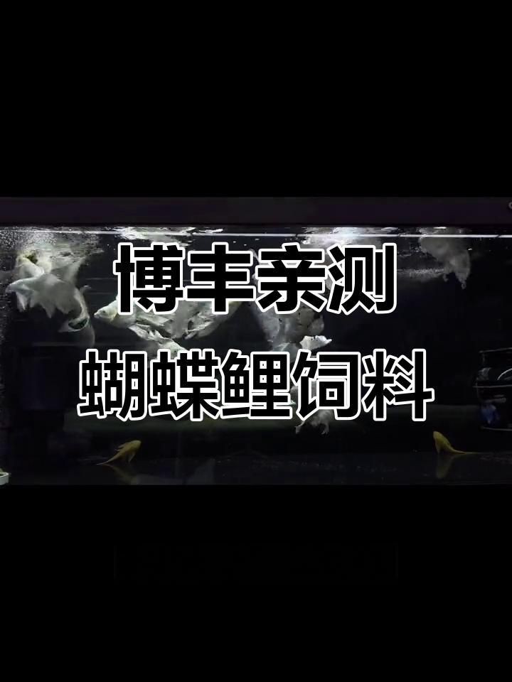 蝴蝶鯉魚食哪個牌子好 蝴蝶鯉魚食哪個牌子好 龍魚論壇 第9張
