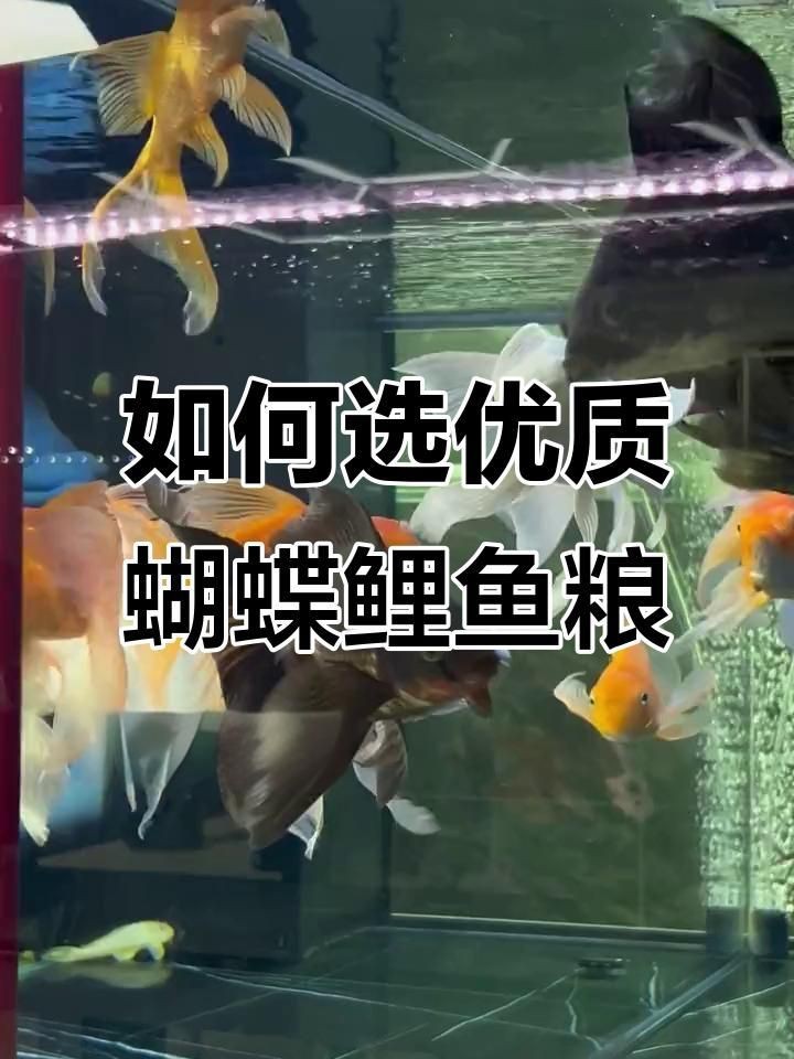 蝴蝶鯉魚食哪個牌子好 蝴蝶鯉魚食哪個牌子好 龍魚論壇 第10張