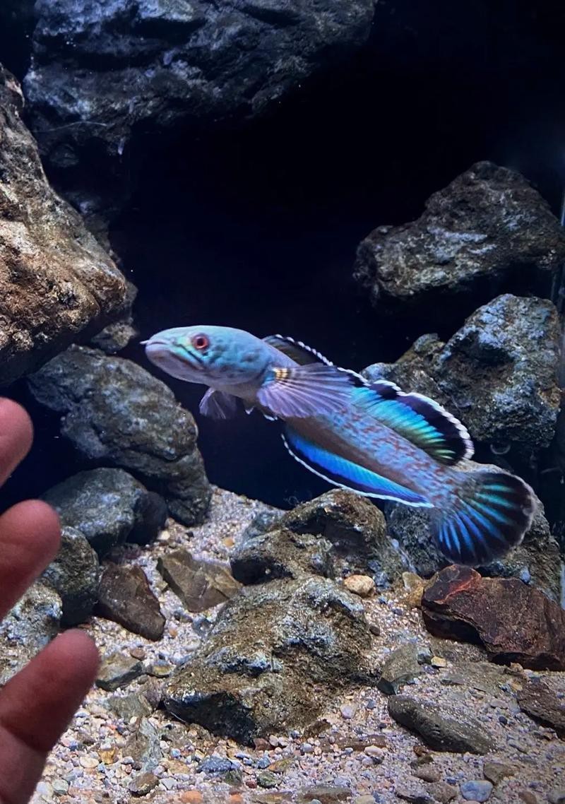 藍(lán)色的雷龍魚好養(yǎng)嗎