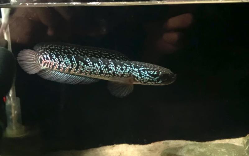 藍(lán)色的雷龍魚好養(yǎng)嗎