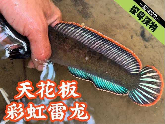 藍(lán)色的雷龍魚好養(yǎng)嗎