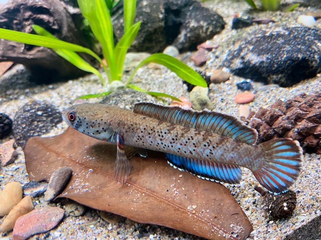 藍(lán)色的雷龍魚好養(yǎng)嗎