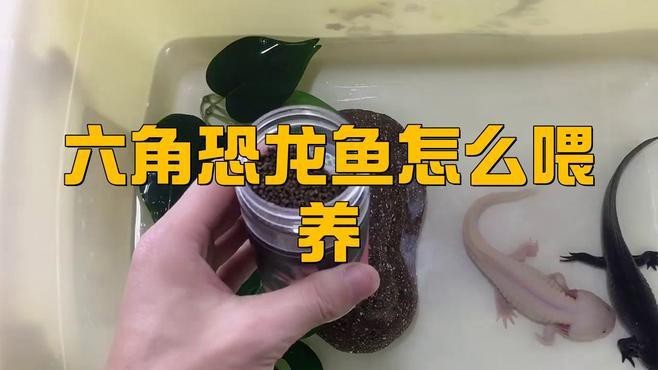 六腳恐龍魚吃什么飼料 六腳恐龍魚吃什么飼料 龍魚百科 第1張