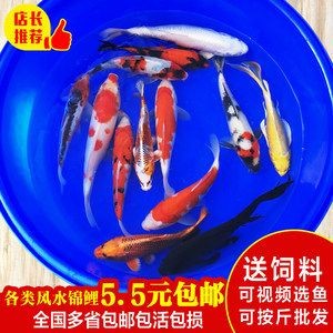 六角恐龍魚風水好嗎（六角恐龍魚風水擺設技巧）
