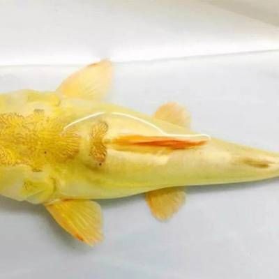 福清金龍魚經銷：如何找到福清金龍魚的經銷商