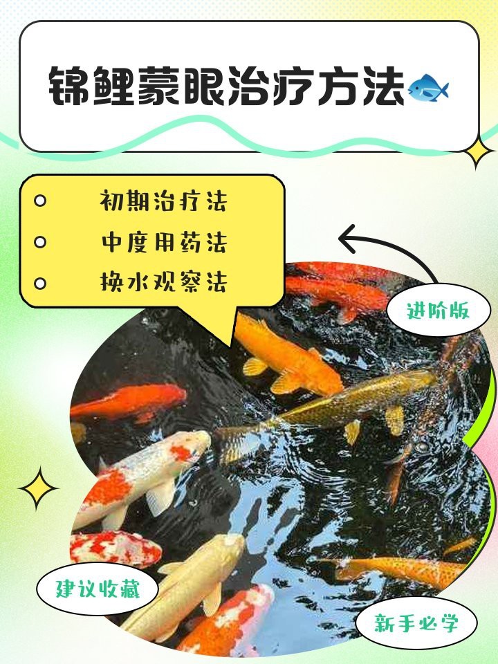錦鯉蒙眼最簡單恢復方法