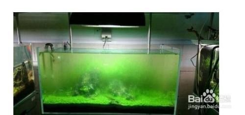 魚缸澄清劑使用后水變渾濁了：如何正確使用魚缸澄清劑