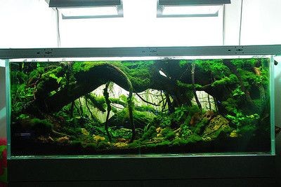 拱橋魚缸造景效果圖(拱橋魚缸造景效果圖設計) 魚缸百科 第1張 拱橋魚缸造景效果圖(拱橋魚缸造景效果圖設計) 拱橋魚缸造景效果圖(拱橋魚缸造景效果圖設計) 魚缸百科 第1張
