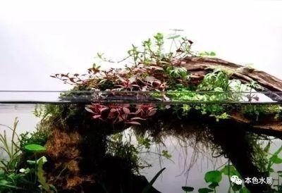 拱橋魚缸造景效果圖（拱橋魚缸造景效果圖設計） 拱橋魚缸造景效果圖（拱橋魚缸造景效果圖設計） 魚缸百科 第3張
