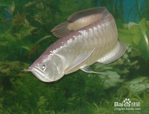 如何才能養好銀龍魚呢，養好銀龍魚需要注意以下幾個方面