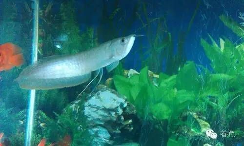 如何才能養好銀龍魚呢，養好銀龍魚需要注意以下幾個方面
