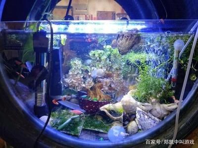 黑色的魚缸適合養(yǎng)多種魚類，：黑色的魚缸適合養(yǎng)什么樣的魚？