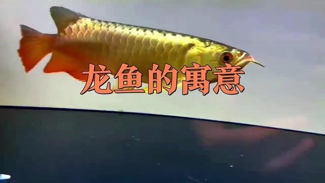 龍魚在兩性關系中如何隱喻權力？