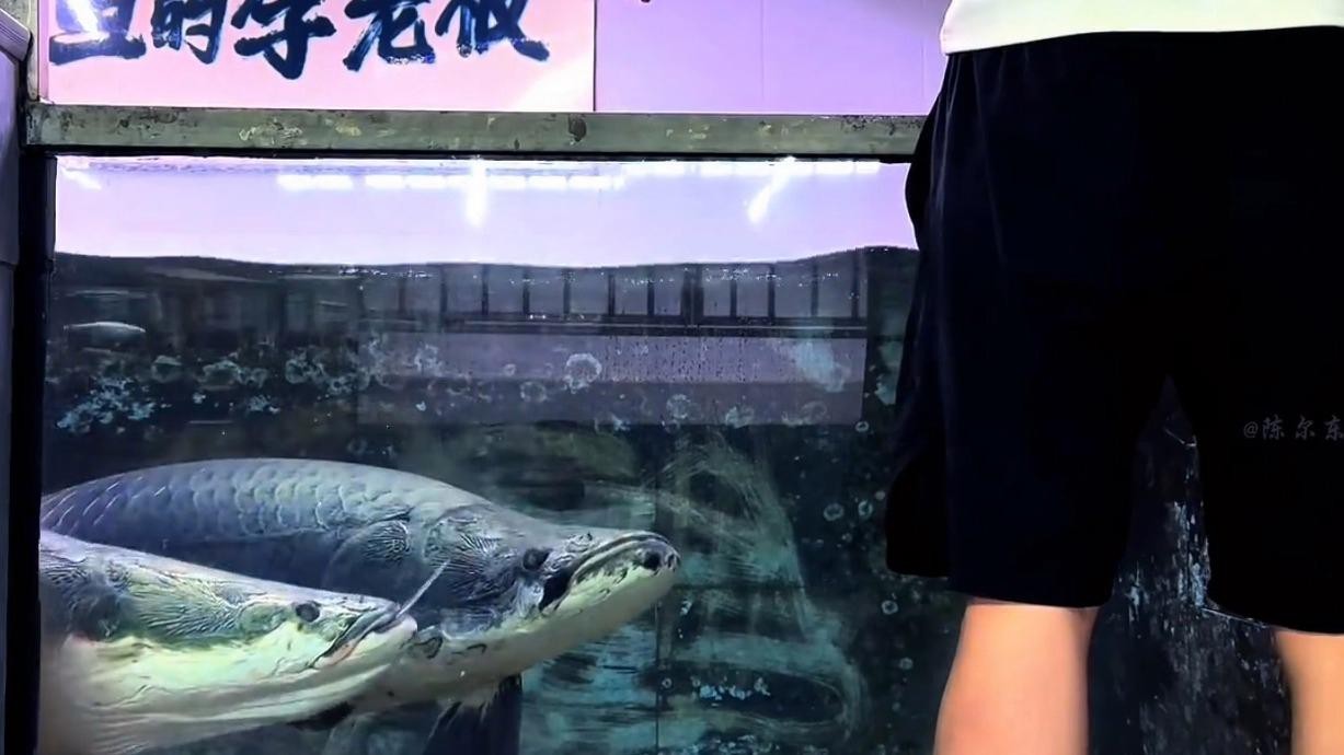 愛養魚的李老板喂小巨骨視頻