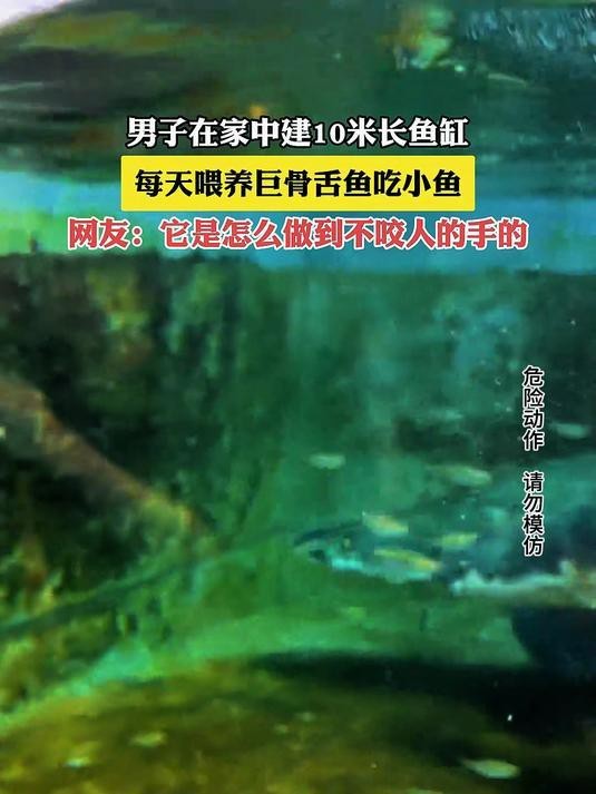 愛養魚的李老板喂小巨骨視頻