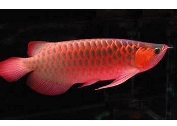 賽級龍魚屬于什么檔次 賽級龍魚屬于什么檔次 龍魚百科 第1張