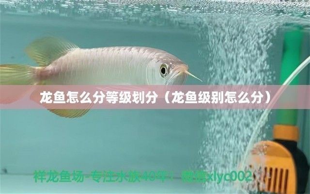 賽級龍魚屬于什么檔次 賽級龍魚屬于什么檔次 龍魚百科 第4張