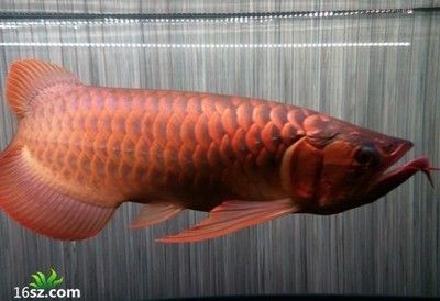 賽級龍魚屬于什么檔次 賽級龍魚屬于什么檔次 龍魚百科 第3張