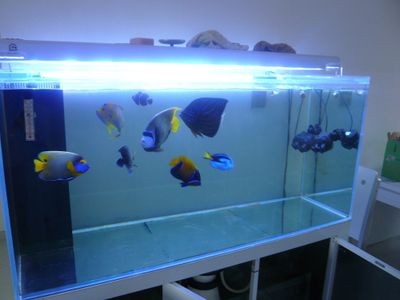 觀賞魚店魚缸設計圖（個性化魚缸設計的魅力）