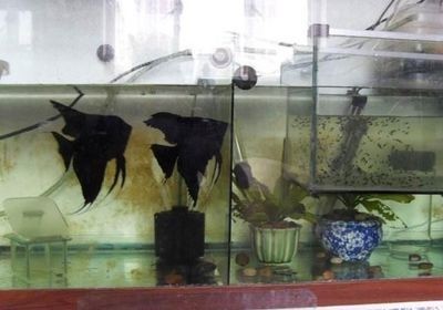 燕魚魚缸尺寸：燕魚飼養的水質管理技巧 燕魚魚缸尺寸：燕魚飼養的水質管理技巧 魚缸百科 第4張