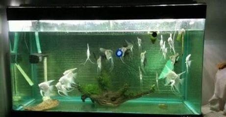 燕魚魚缸尺寸：燕魚飼養的水質管理技巧 燕魚魚缸尺寸：燕魚飼養的水質管理技巧 魚缸百科 第5張