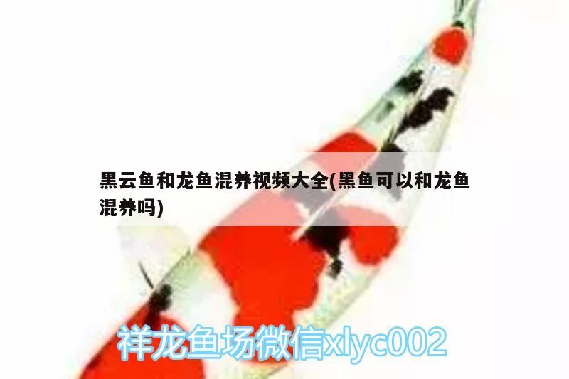 南崗區(qū)濱睿水族器材銷售店