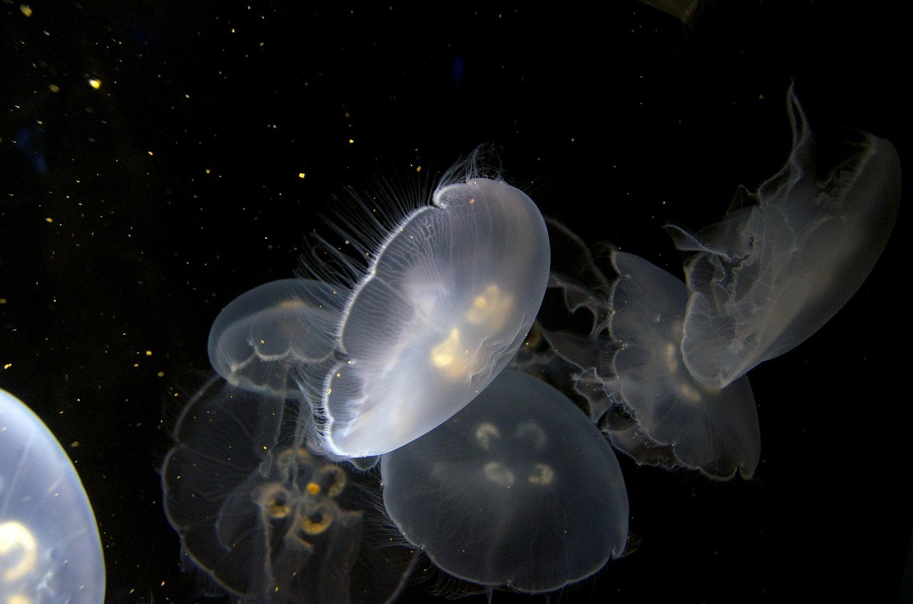 <strong><mark>江都</mark></strong>市海川水族館（<strong><mark>江都</mark></strong>市海川水族館電話）