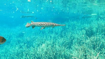 龍魚怎么一直在水底游來游去的：龍魚為什么一直在水底游來游去？ 龍魚怎么一直在水底游來游去的：龍魚為什么一直在水底游來游去？ 龍魚百科 第1張