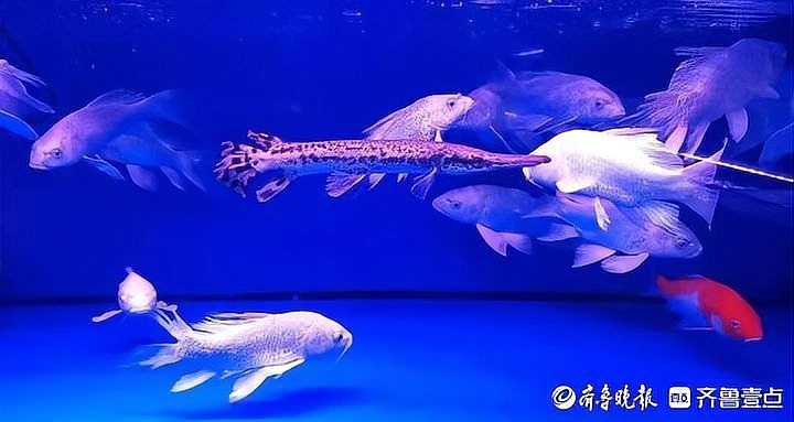 鱷雀鱔多少元一只 鱷雀鱔多少元一只 龍魚論壇 第1張