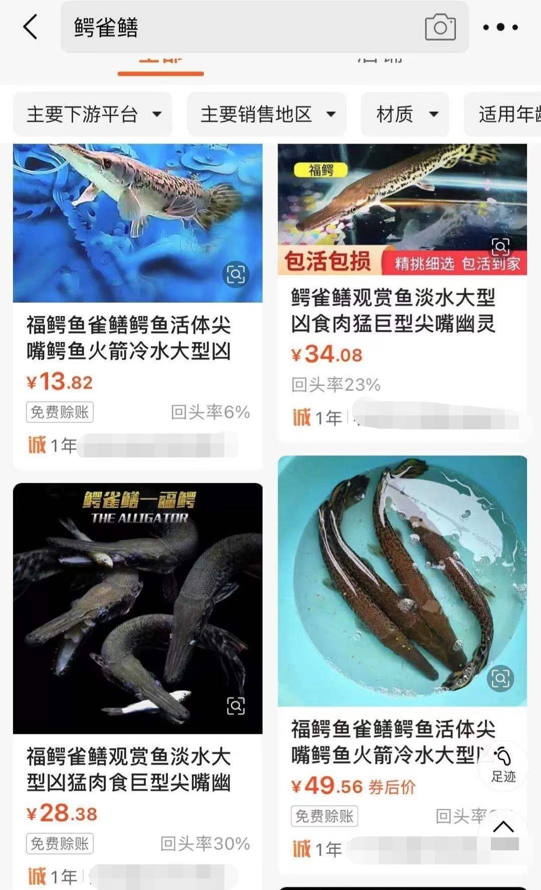 鱷雀鱔多少元一只 鱷雀鱔多少元一只 龍魚論壇 第5張