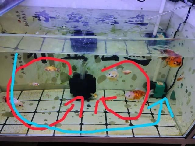 魚缸水流活躍度提升方案：如何通過優化魚缸水流的方案來提升魚類生存環境的改善方法