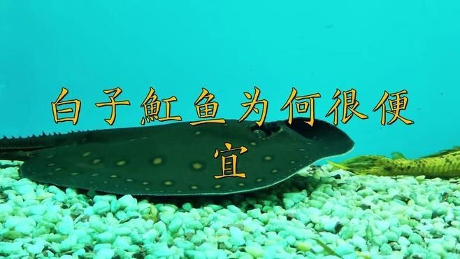 魟魚白子怎么那么貴