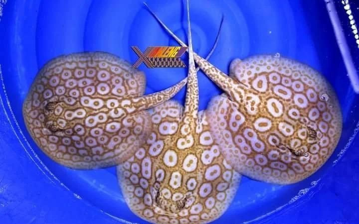 魟魚白子怎么那么貴