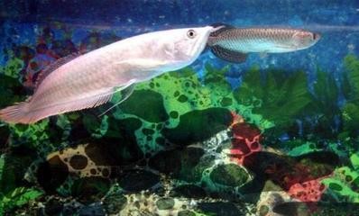 邗江區景作觀賞魚水族店（邗江區景作觀賞魚水族店地址）