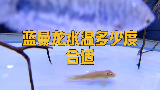 藍(lán)龍魚的最佳飼養(yǎng)環(huán)境是什么？