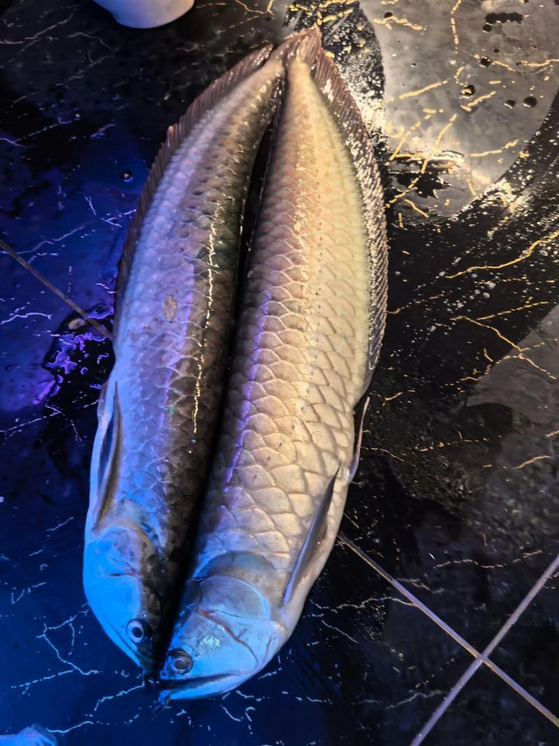 銀龍一只眼睛凸起圖片 銀龍一只眼睛凸起圖片 龍魚論壇 第14張