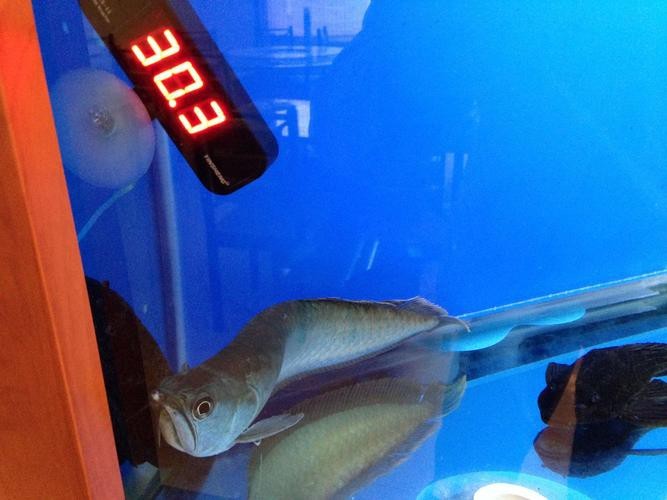 銀龍一只眼睛凸起圖片 銀龍一只眼睛凸起圖片 龍魚論壇 第20張