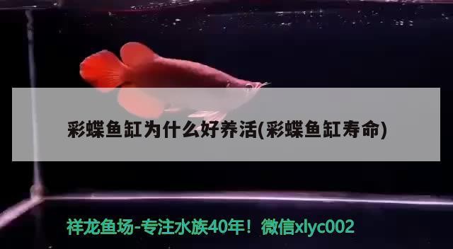 濟(jì)寧高新區(qū)儒雅居觀賞魚店（濟(jì)寧高新區(qū)儒雅居觀賞魚店電話）